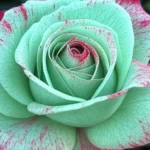 healthy roses